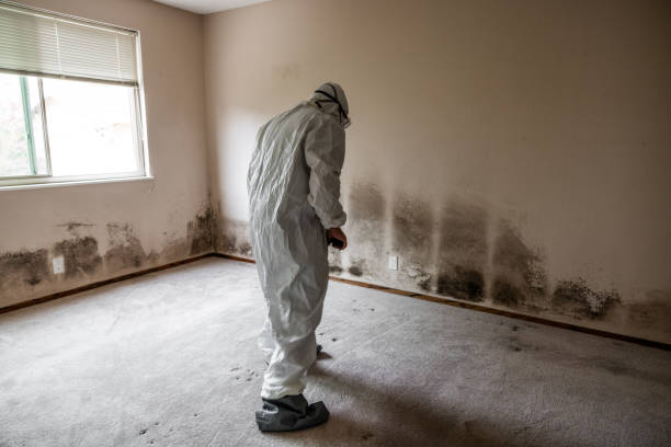 Best Water Damage & Mold Remediation  in Roberta, GA